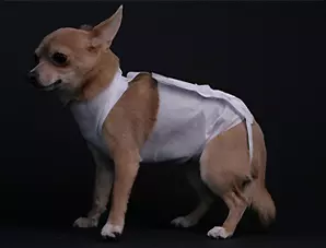 Одежда для собак: виды  и назначение