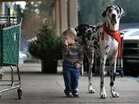 Это интересно: самая большая и самая маленькая собака в мире