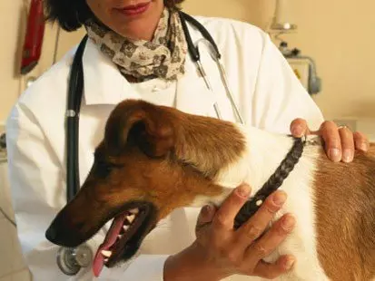 Что делать, если собака отравилась: симптомы и первая помощь