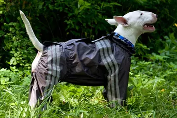 Одежда для собак: виды  и назначение