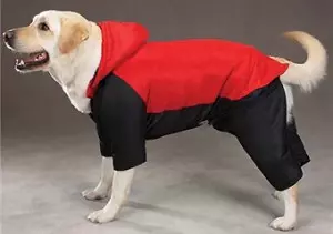 Одежда для собак: виды  и назначение